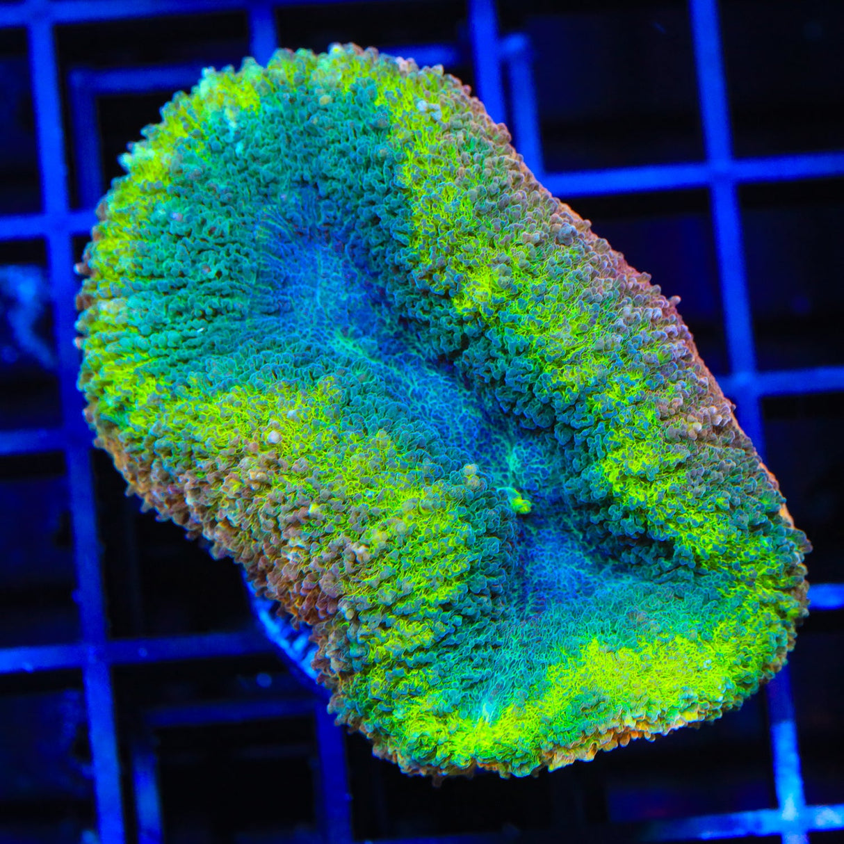 Rainbow Lobophyllia Coral