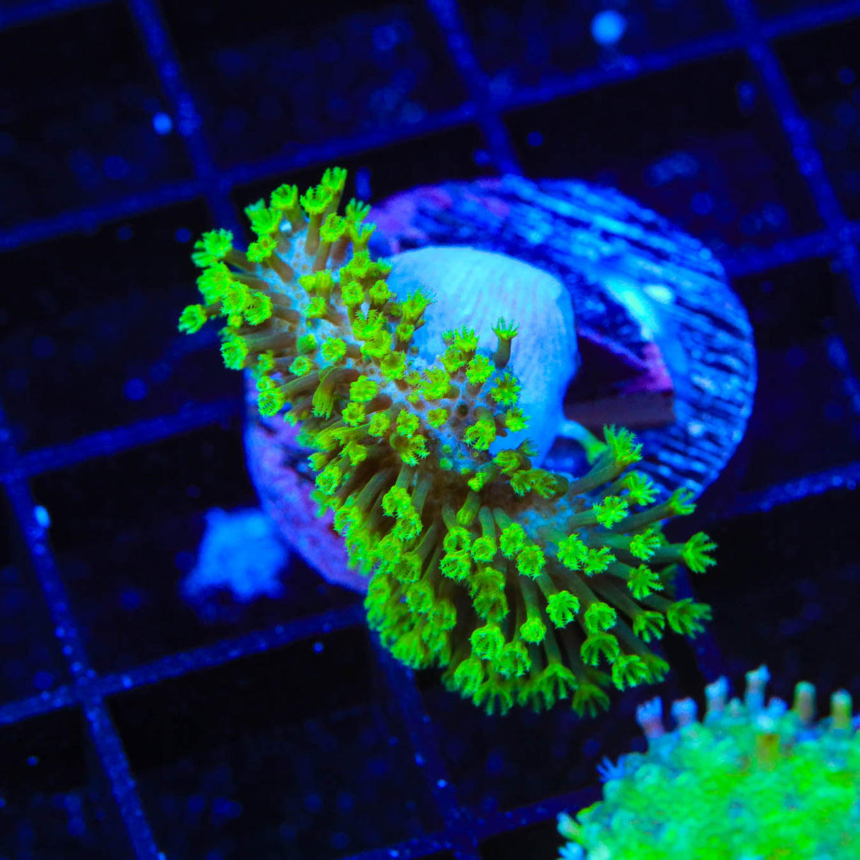 Green Long Polyp Toadstool Coral - Top Shelf Aquatics