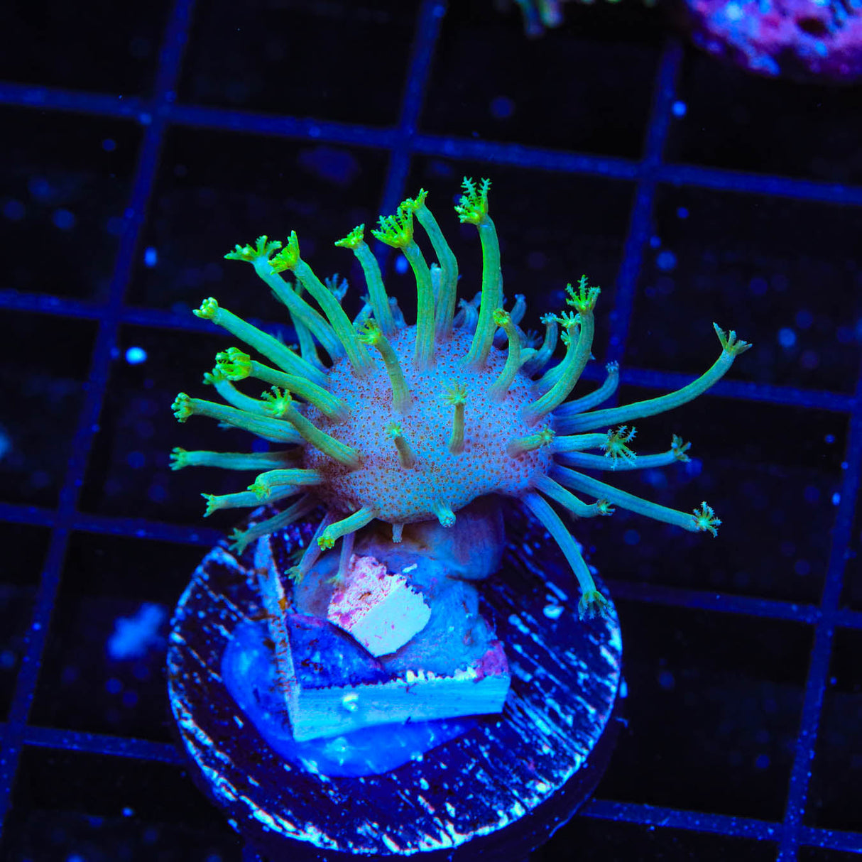 Green Long Polyp Toadstool Coral