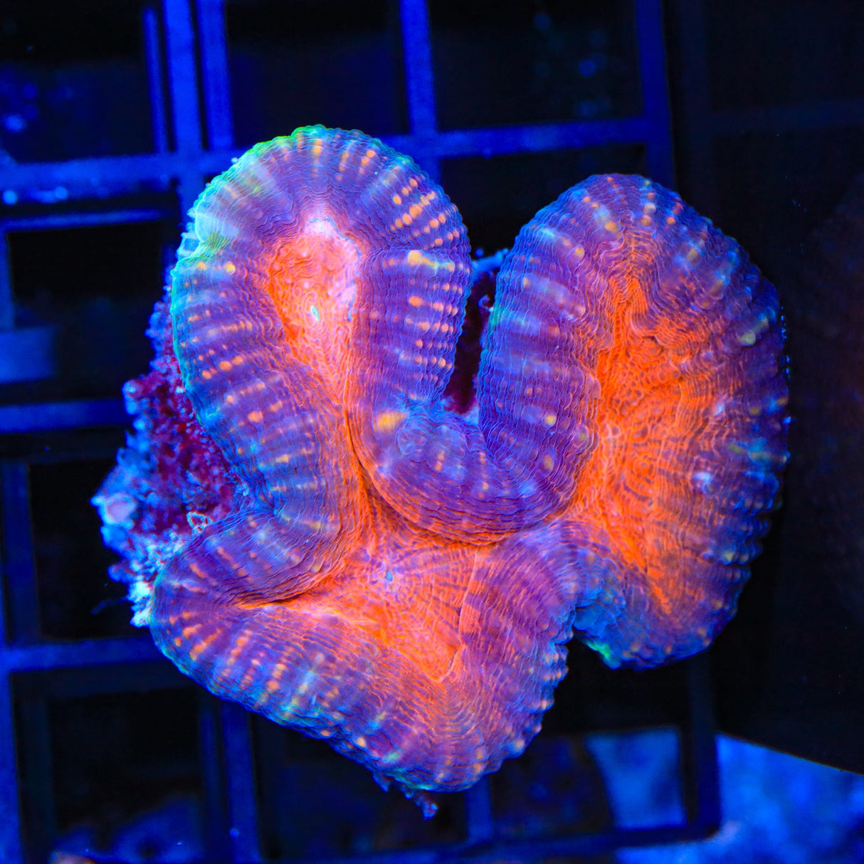 Ultra Lobophyllia Coral