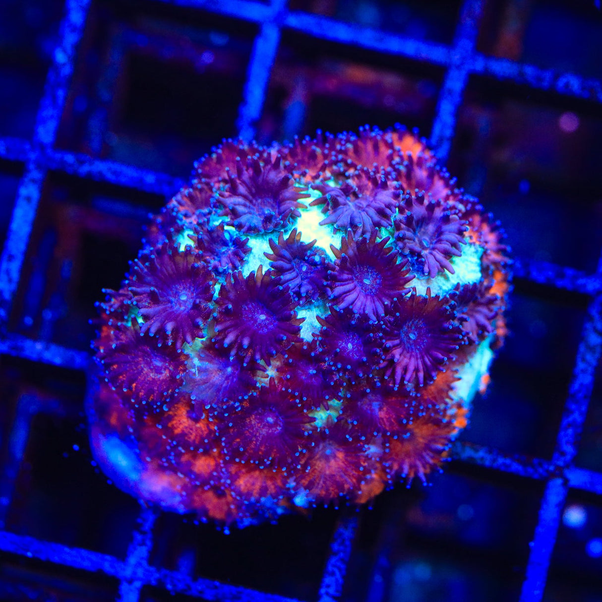 TSA Red Eye Plesiastrea Coral