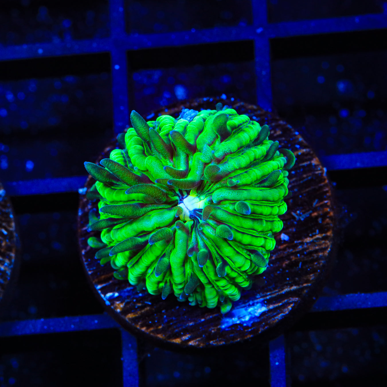 TSA Funky Fungia Plate Coral