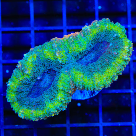 Rainbow Lobophyllia Coral