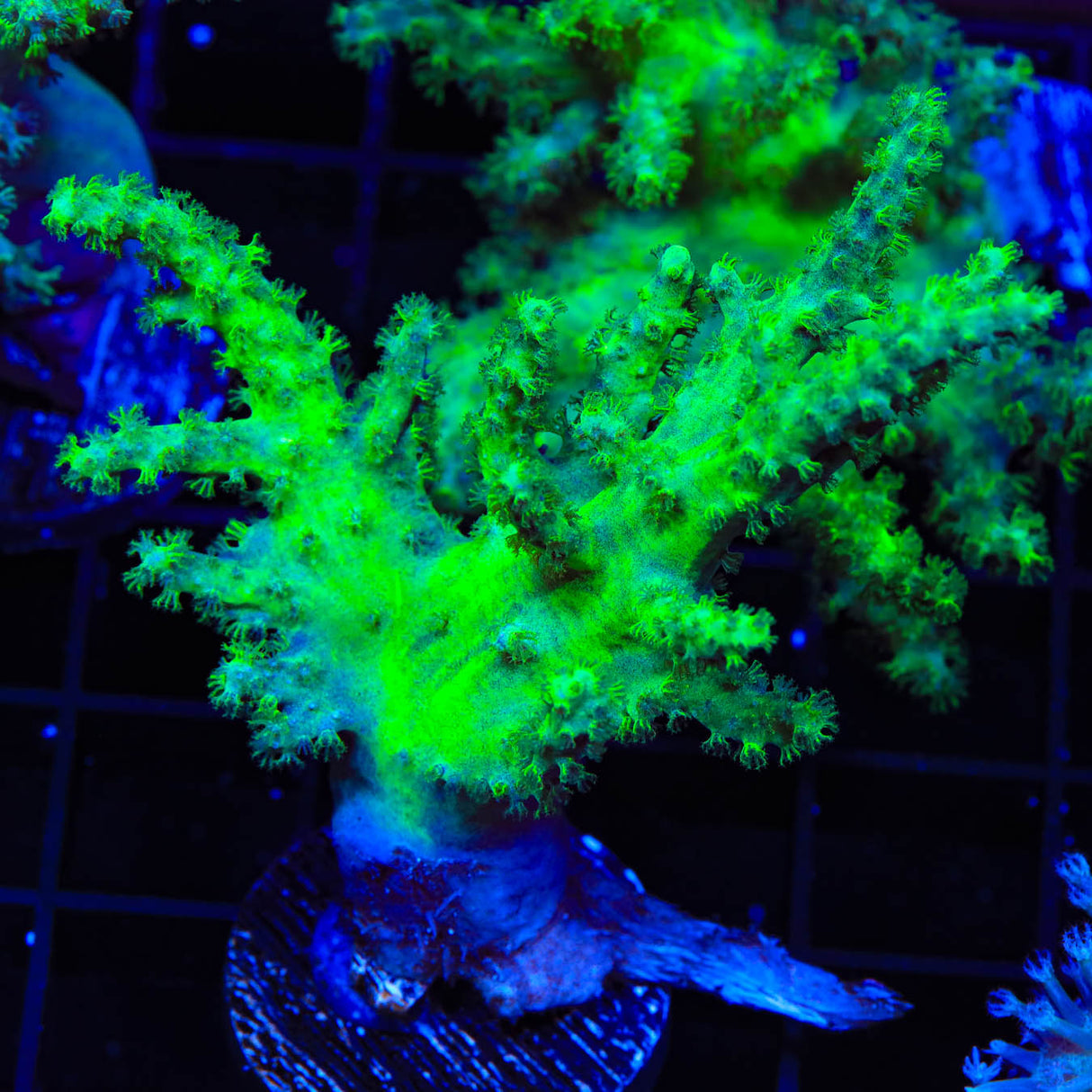 Highlighter Kenya Tree Coral - Top Shelf Aquatics