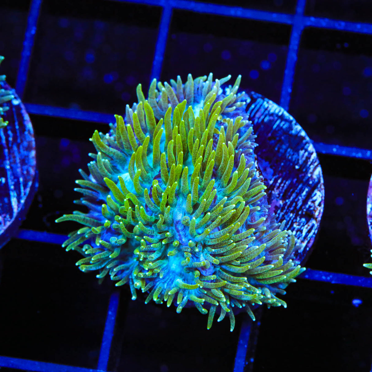 TSA Iceman Hydnophora Coral - Top Shelf Aquatics