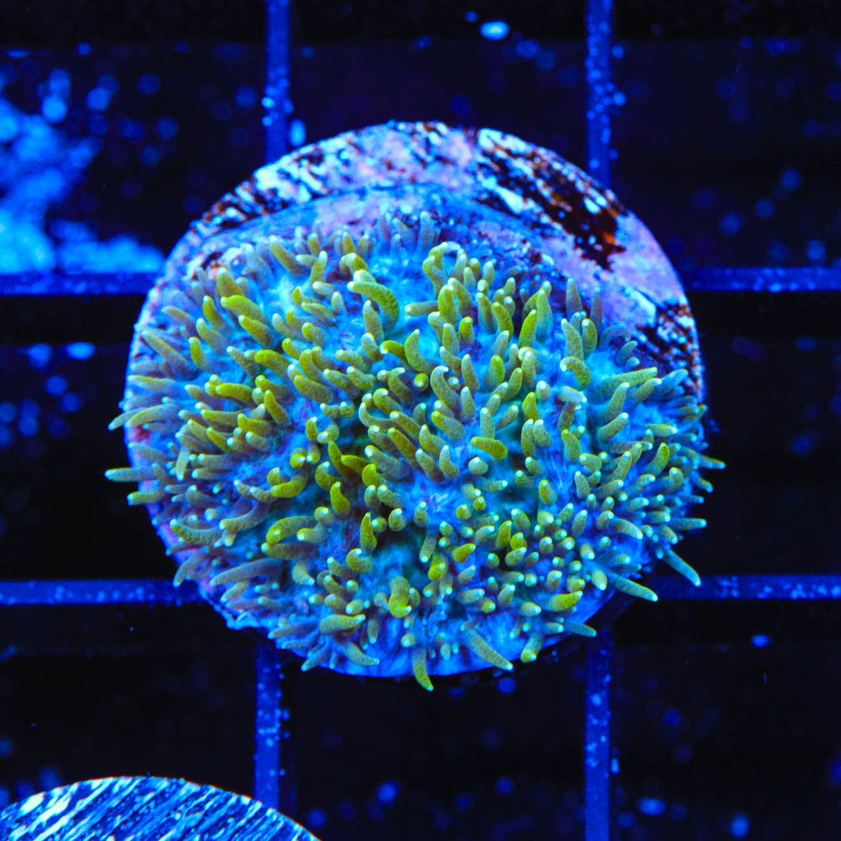 TSA Iceman Hydnophora Coral