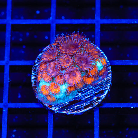 TSA Red Eye Plesiastrea Coral