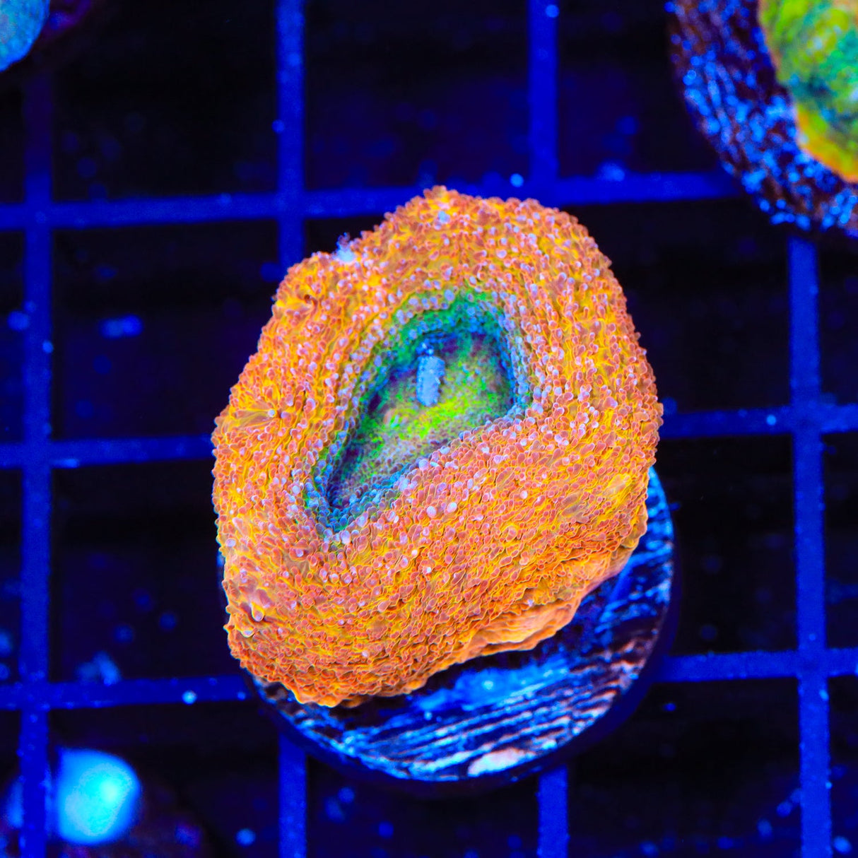 Rainbow Bowerbankii Coral