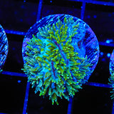 TSA Iceman Hydnophora Coral