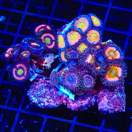 Combo Zoanthids Coral