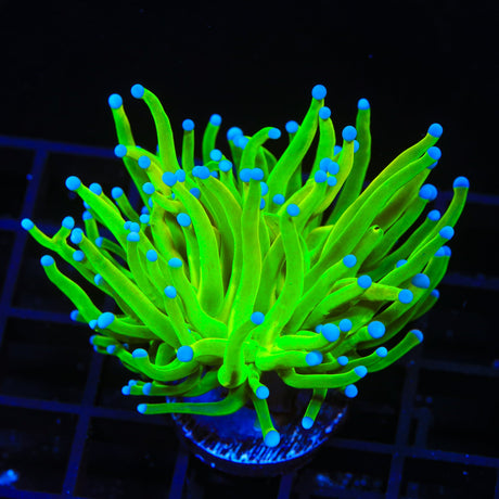 Blue Tip Highlighter Torch Coral