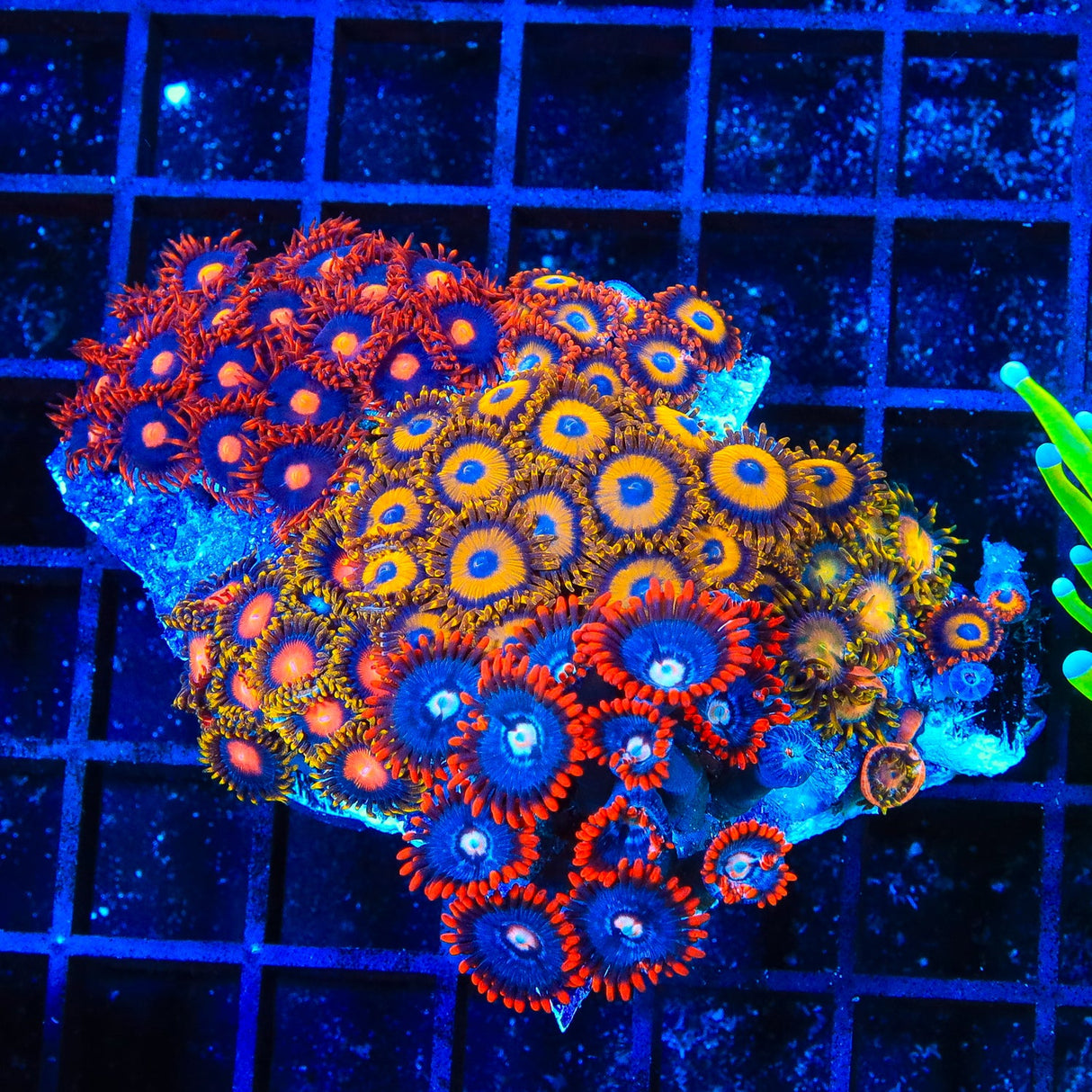 Combo Zoanthids Coral