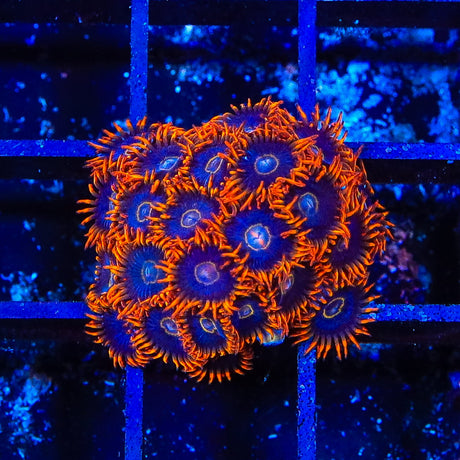 Rainbow Hornet Zoanthids Coral Colony