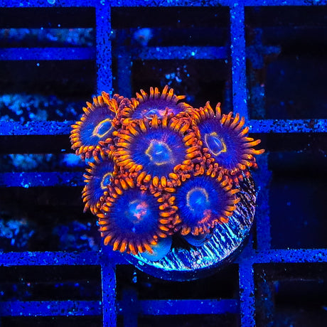 Rainbow Hornet Zoanthids Coral