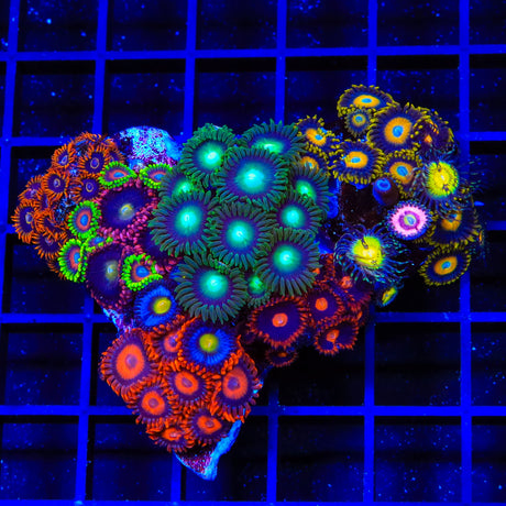 Combo Zoanthids Colony Coral