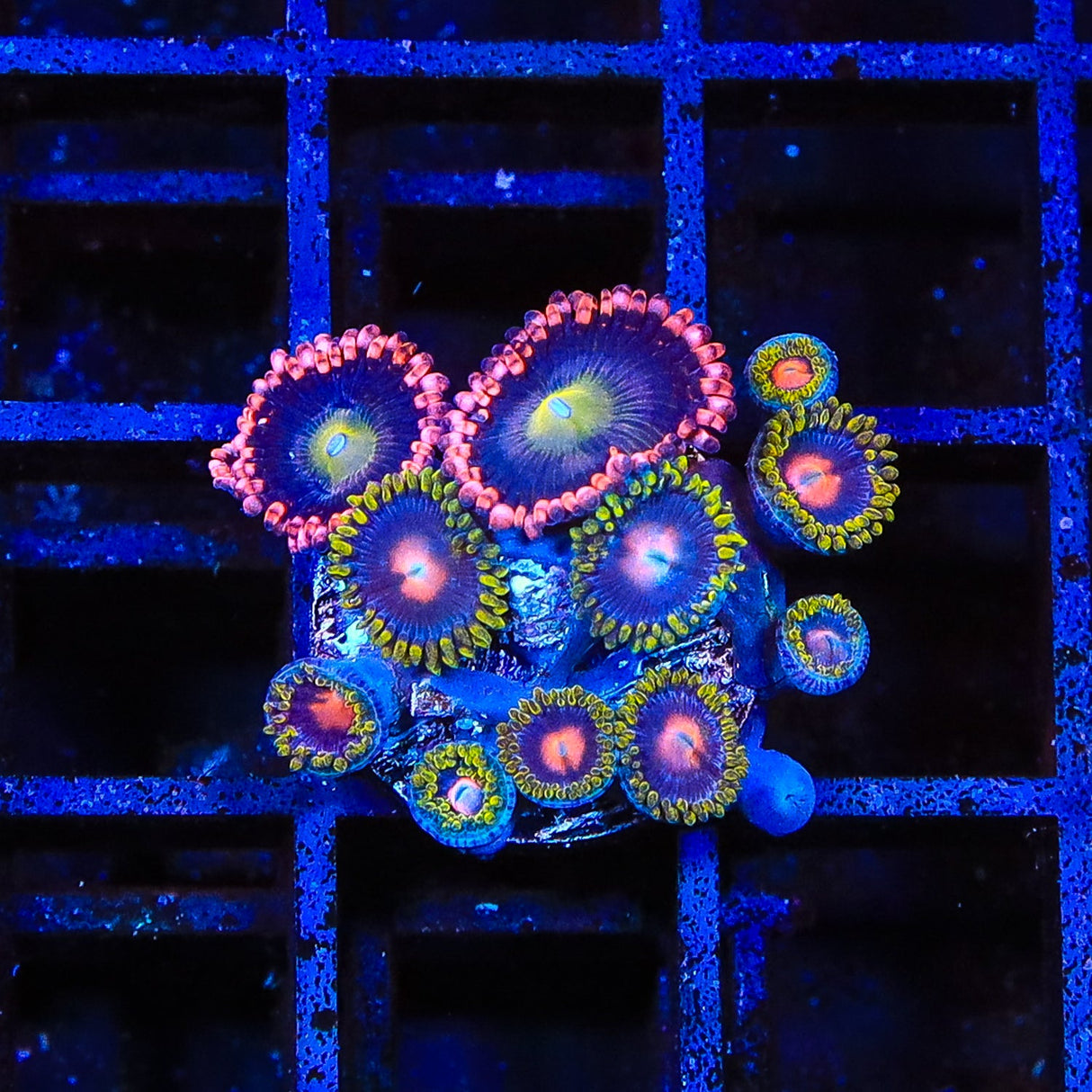 Blow Pop Combo Zoanthids Coral