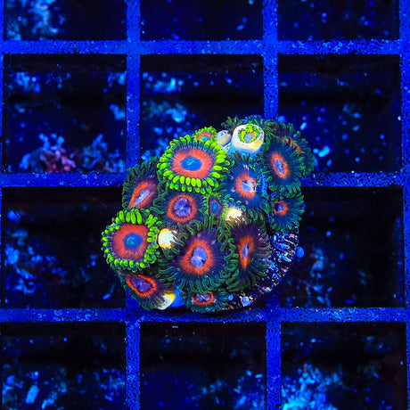 JF Jungle Juice Combo Zoanthids Coral