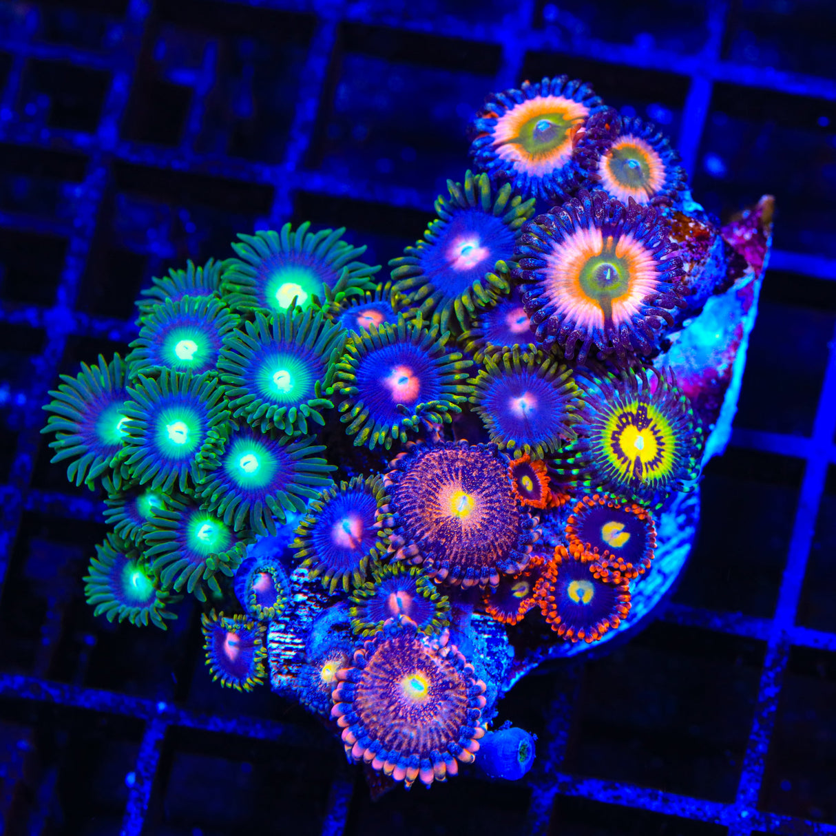 Combo Zoanthids Colony Coral