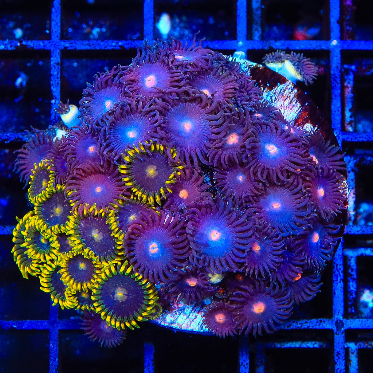 TSA Fire Fly Combo Zoanthids Coral Colony