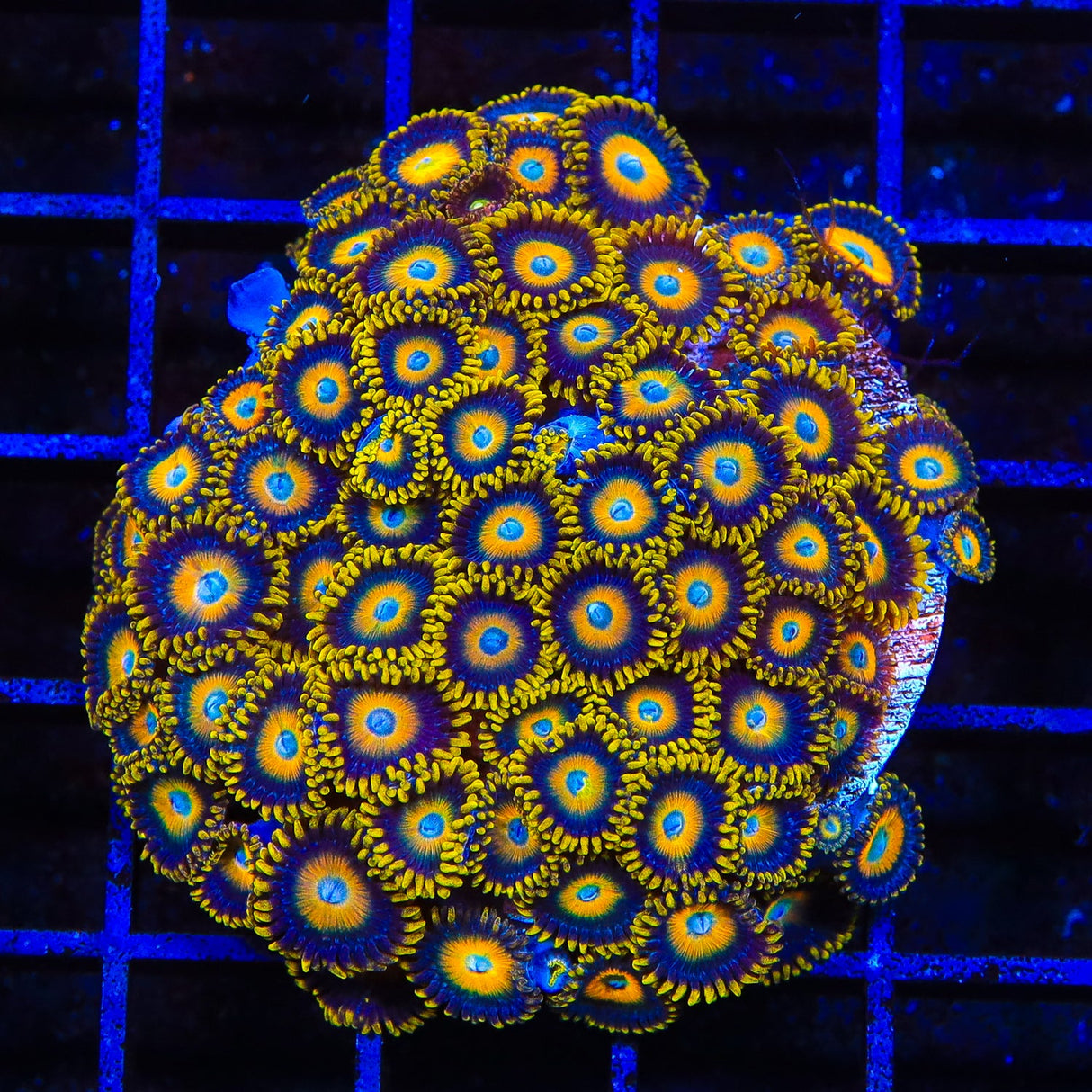 Scrambled Eggs Zoanthids Coral Colony