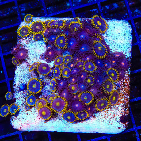 TSA Fire Fly Combo Zoanthids Coral Colony