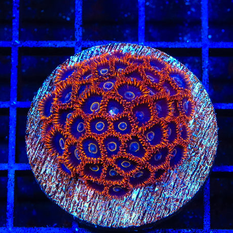 Rainbow Hornet Zoanthids Coral Colony