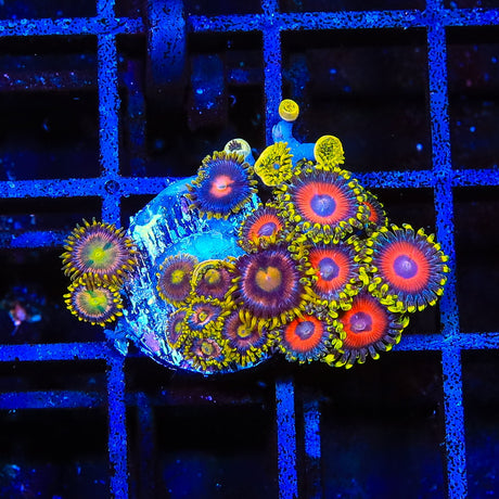 Eagle Eye Combo Zoanthids Coral