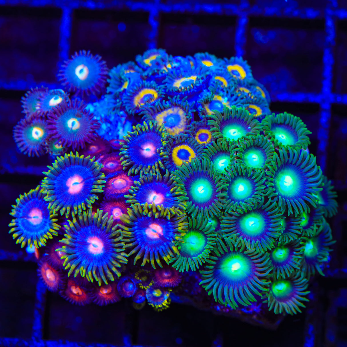 Combo Zoanthids Colony Coral