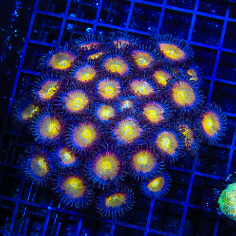 TSA Rainbow Spectrum Zoanthids Coral