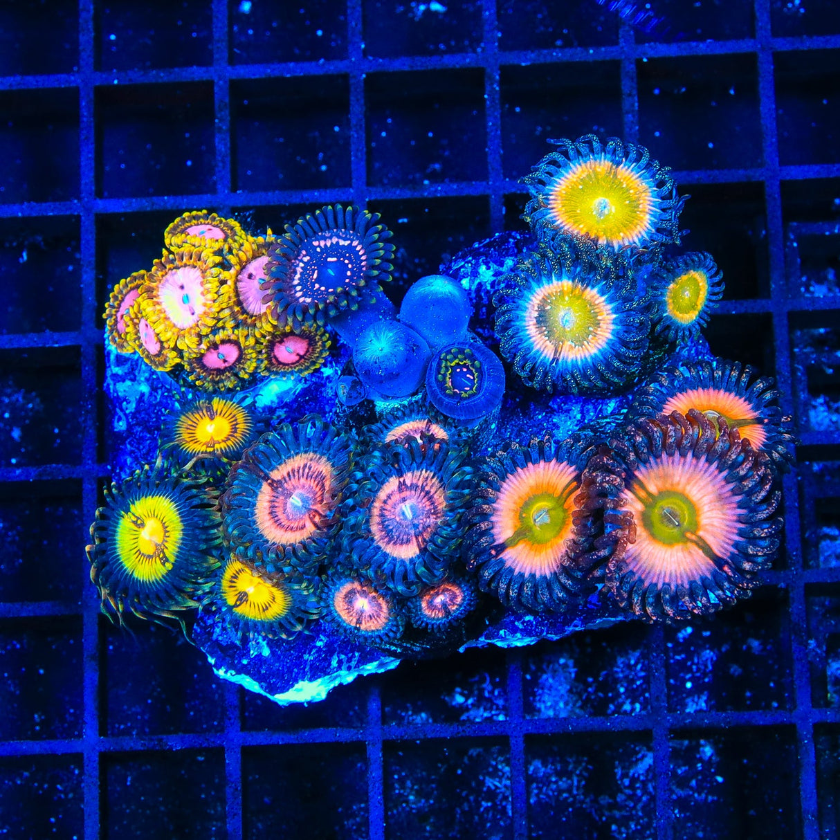 Combo Zoanthids Coral