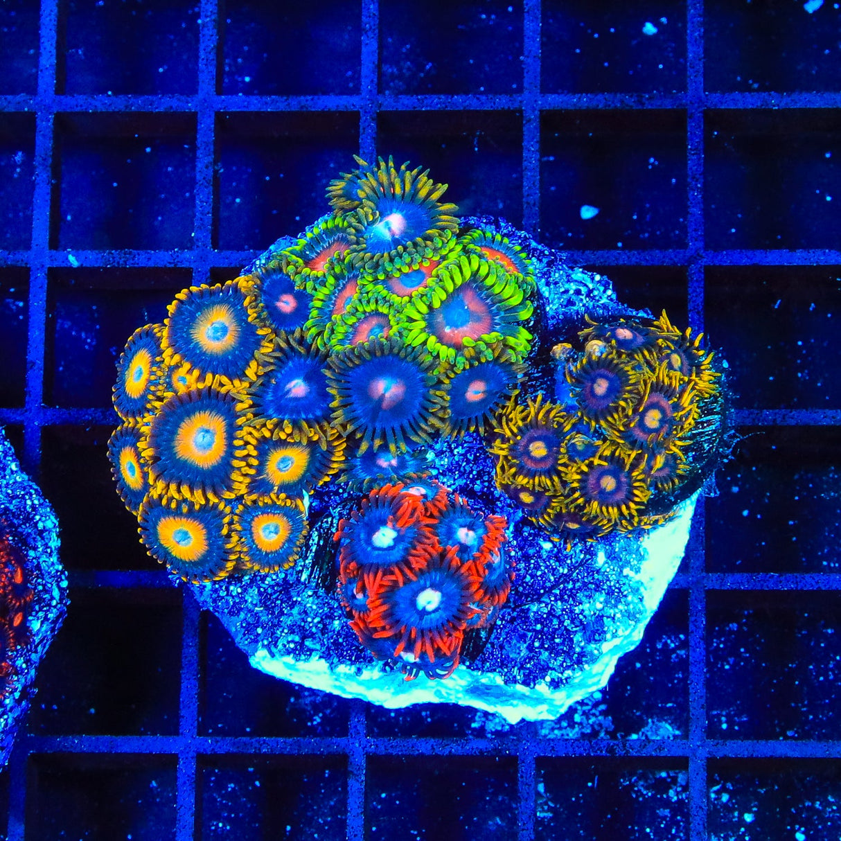 Combo Zoanthids Coral