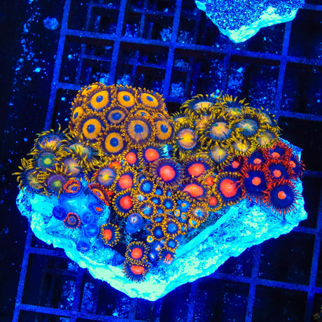 Combo Zoanthids Coral