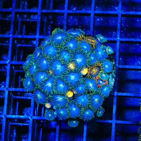 TSA Smurfette Combo Zoanthids Coral