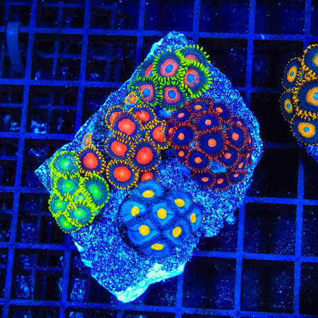 Combo Zoanthids Coral