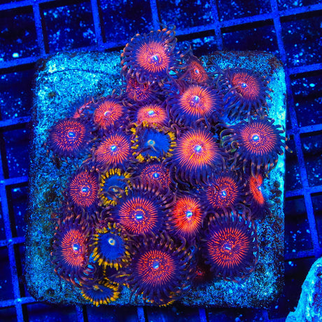 WWC Bloodsucker Zoanthids Coral