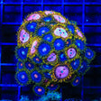 TSA Chemically Altered and Blow Pop Combo Zoanthids Coral