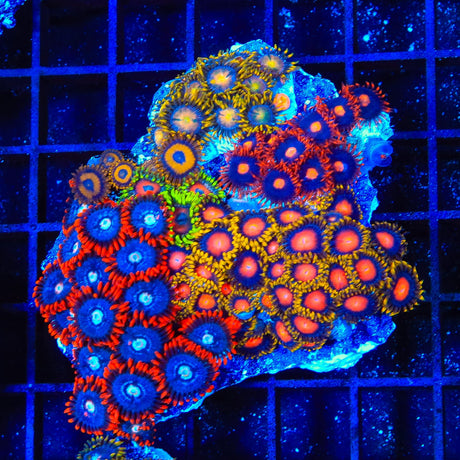 Combo Zoanthids Coral