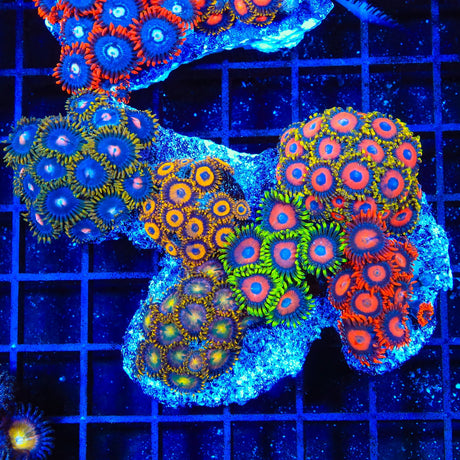 Combo Zoanthids Coral