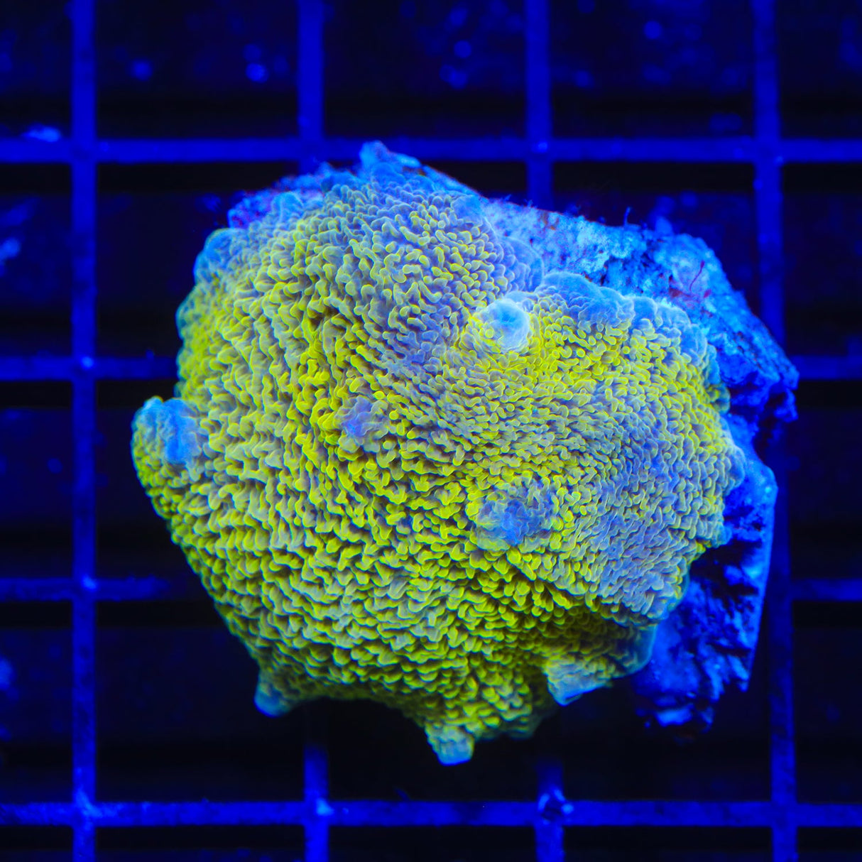 Neon Banana Mushroom Coral