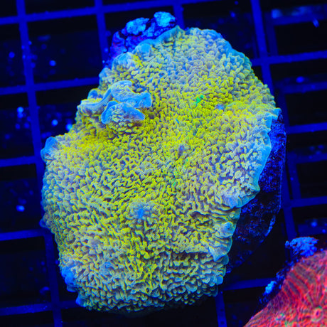 Neon Banana Mushroom Coral