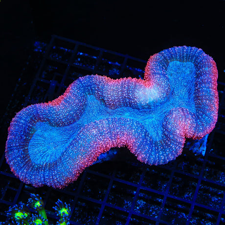 Rainbow Lobophyllia Coral