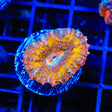 Rainbow Lobophyllia Coral