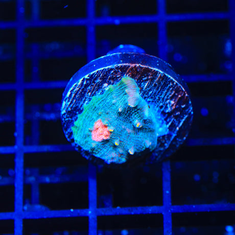 TSA Starry Monster Chalice Coral