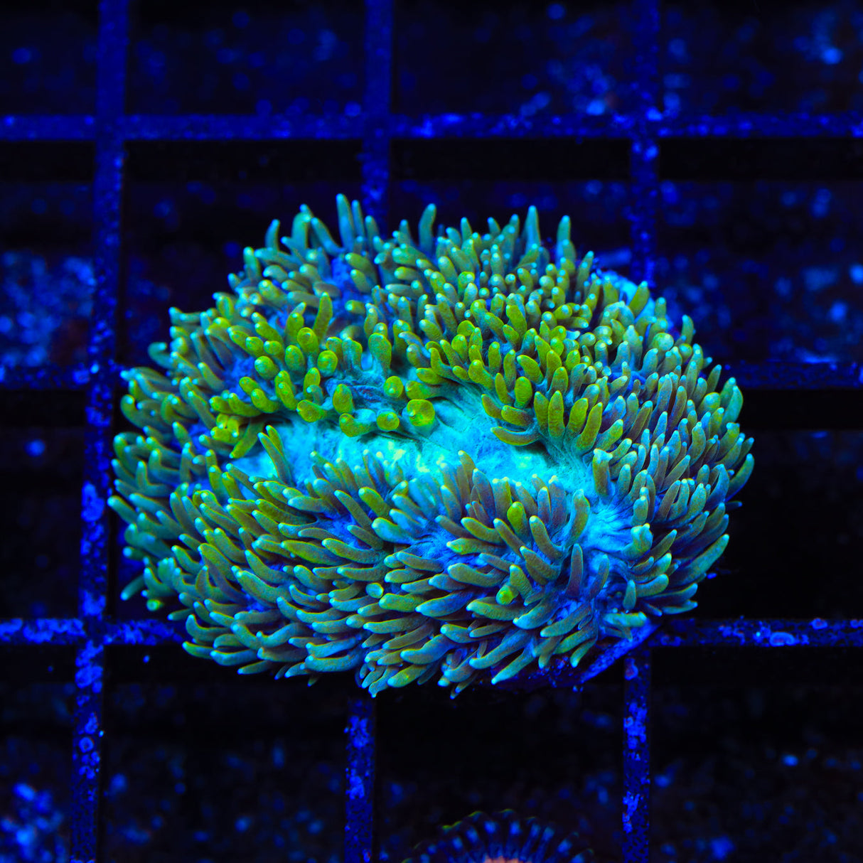 TSA Iceman Hydnophora Coral