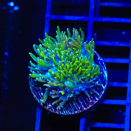 TSA Iceman Hydnophora Coral