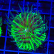 TSA Funky Fungia Plate Coral