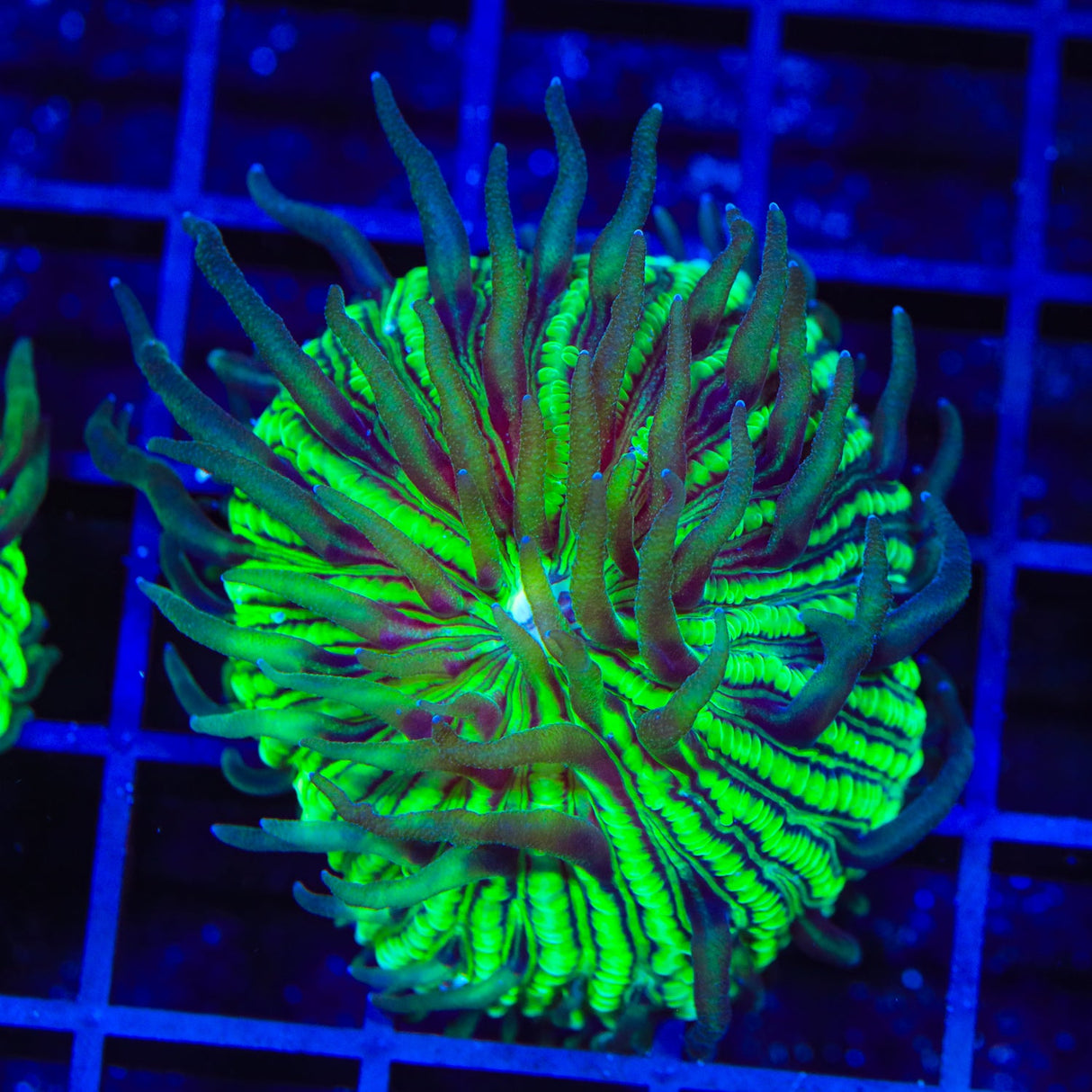 TSA Funky Fungia Plate Coral