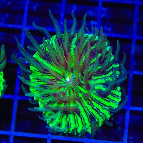 TSA Funky Fungia Plate Coral