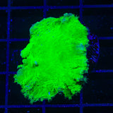 Green Cabbage Leather Coral