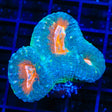 Ultra Lobophyllia Coral